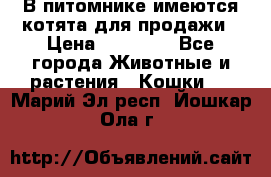 В питомнике имеются котята для продажи › Цена ­ 30 000 - Все города Животные и растения » Кошки   . Марий Эл респ.,Йошкар-Ола г.